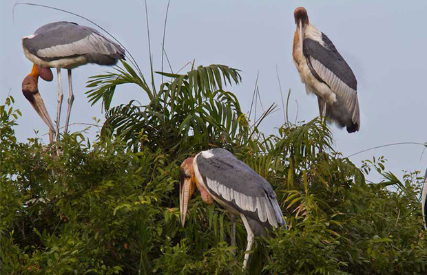 Prek Toal Battambang Bird Sanctuary